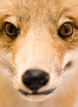 Detail shot of a stuffed fox.