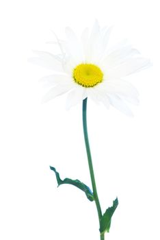 white chamomile isolated on white