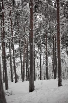 winter trees on snow white background