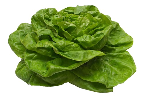 Butter lettuce isolated on a white background. File contains clipping path.
