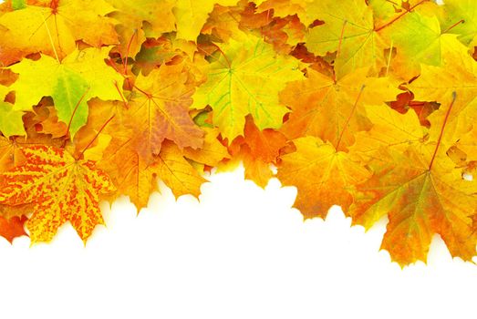 autumn maple leafs isolated on a white 