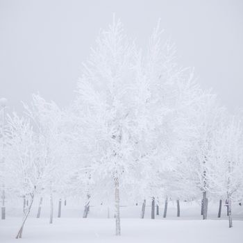 winter trees on snow white background