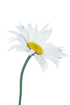 white chamomile isolated on white