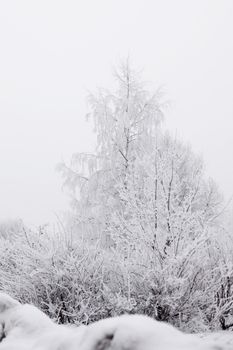 winter trees on snow white background