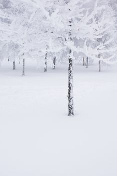 winter trees on snow white background