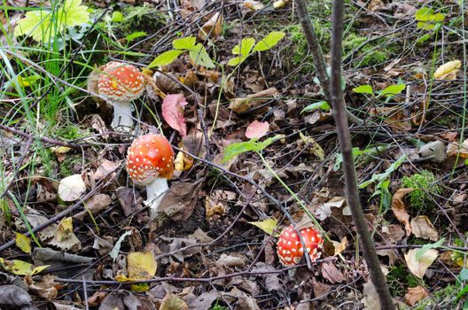 red natural poison fly agaric mushrooms grow in forest.