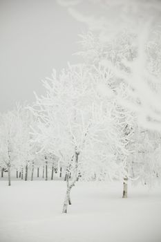 winter trees on snow white background