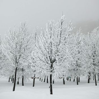 winter trees on snow white background