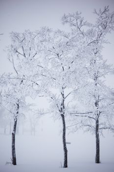 winter trees on snow white background