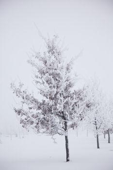 winter trees on snow white background