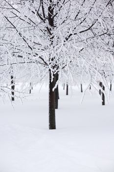 winter trees on snow white background