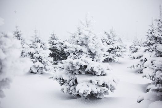 winter trees on snow white background
