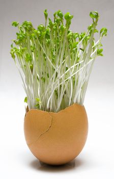 Cress growing in an eggshell.