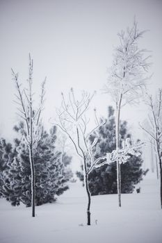 winter trees on snow white background