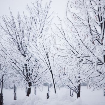 winter trees on snow white background