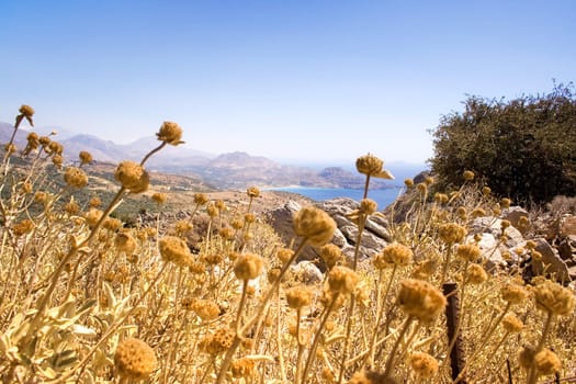 Dry flowers at the sea.