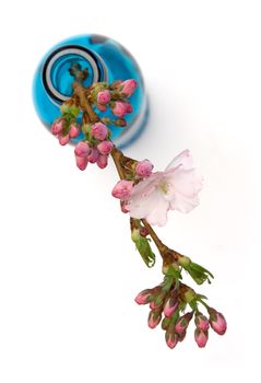 Blooming flower branch in a blue bottle. Isolated on a white background.