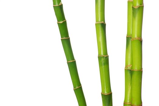 green bamboo isolated on a white background