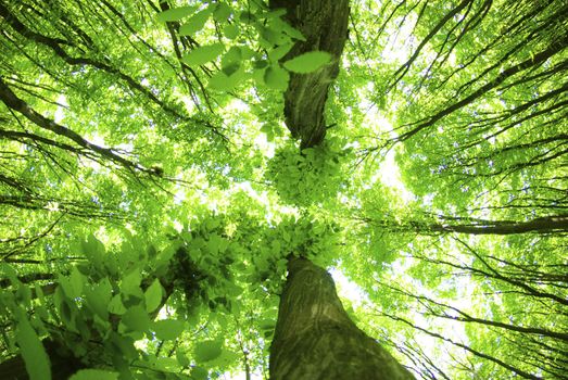 green leaves background in sunny day