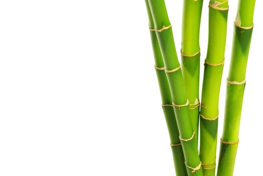 bamboo isolated on a white background