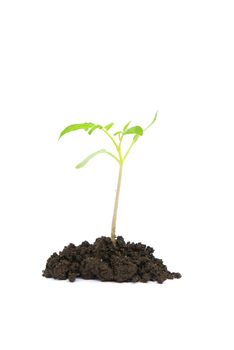 Little green plant on white background