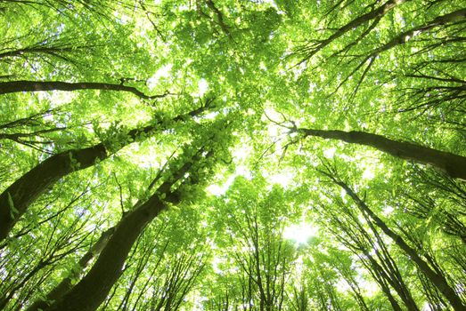green leaves background in sunny day