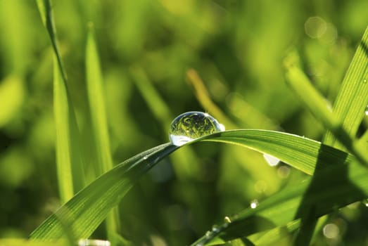 Dew drop on a blade of grass 