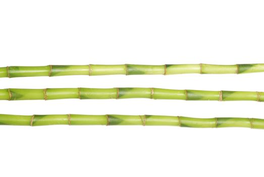 green bamboo isolated on a white background