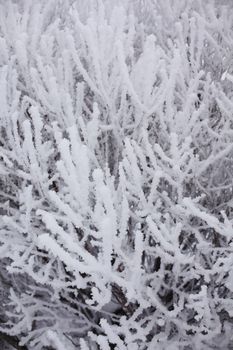  winter trees on snow white background