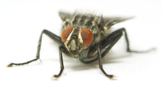 fly isolated on a white background