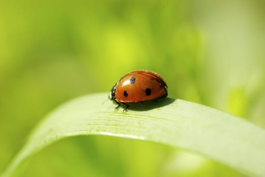 red ladybug on green grass isolated on green