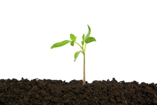 Little green plant on white background