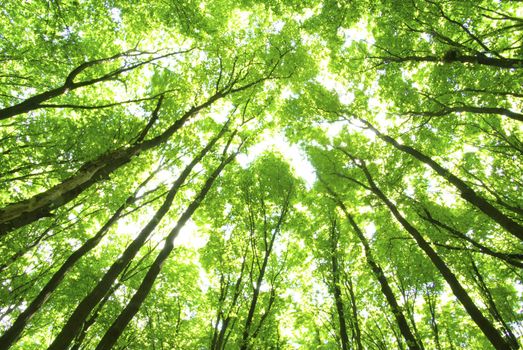 green trees background in sunny day