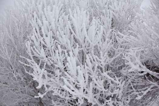  winter trees on snow white background