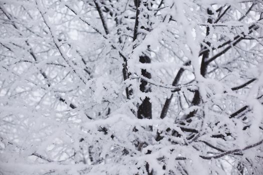  winter trees on snow white background