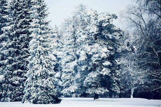  winter trees on snow white background