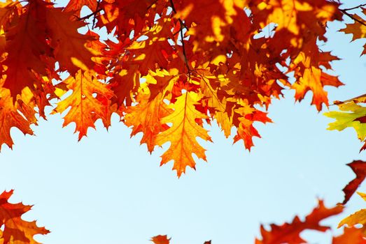 autumn leaves background in a sunny day