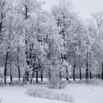  winter trees on snow white background