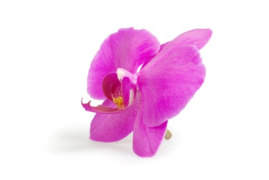 pink flower of orchids isolated on white