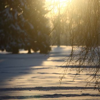  winter trees on snow white background