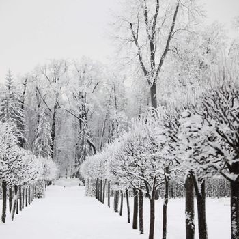  winter trees on snow white background