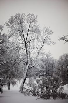  winter trees on snow white background