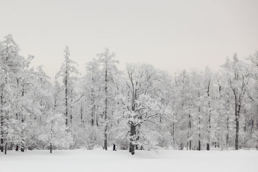  winter trees on snow white background