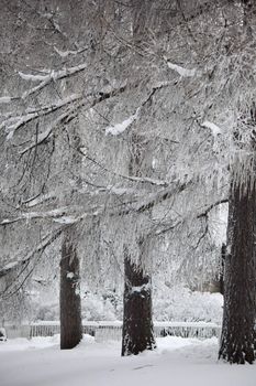  winter trees on snow white background