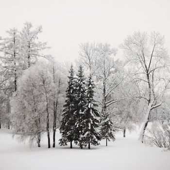  winter trees on snow white background