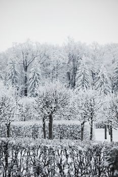  winter trees on snow white background