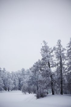  winter trees on snow white background