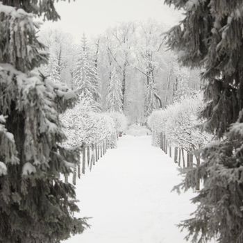  winter trees on snow white background