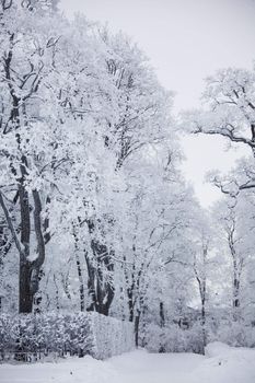  winter trees on snow white background