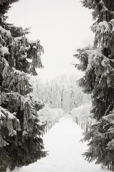  winter trees on snow white background